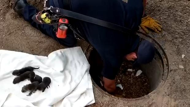 The tiny 'puppies' that were pulled from a drain in Colorado Springs