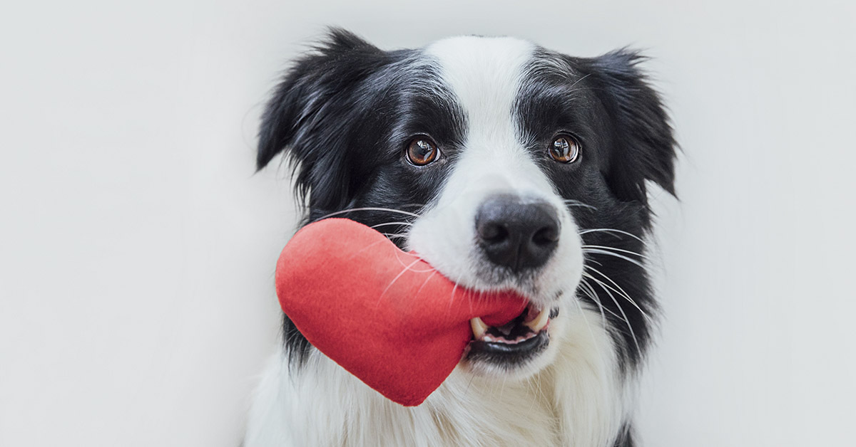 dog with heart shaped stuffie in mouth