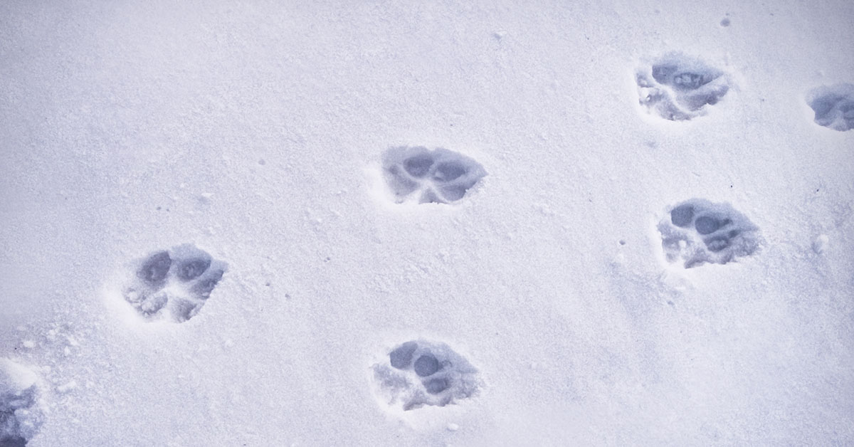 dog prints in snow