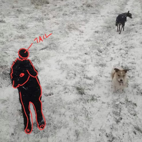The highlighted third dog