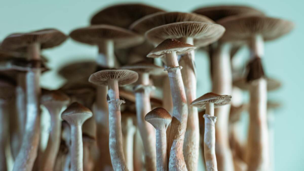 10 Psychoactive Plants You Can Grow at Home - Featured image