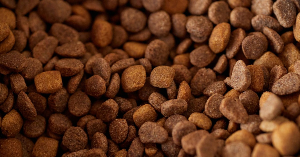 Detailed close-up of dry dog food kibble, showcasing its texture and color.