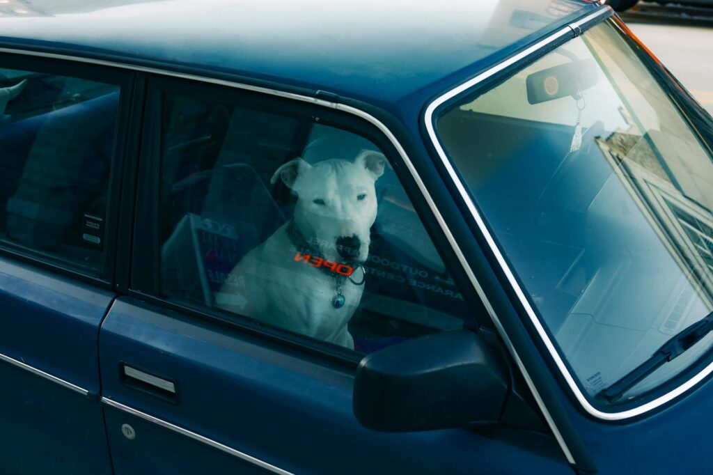 Dog in Parked Car Accidentally Shoots Woman With Shotgun - Featured image