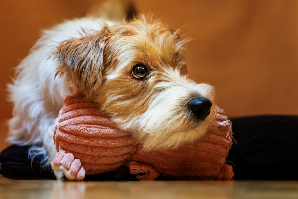 training for calm down the dog, jack russel terrier  