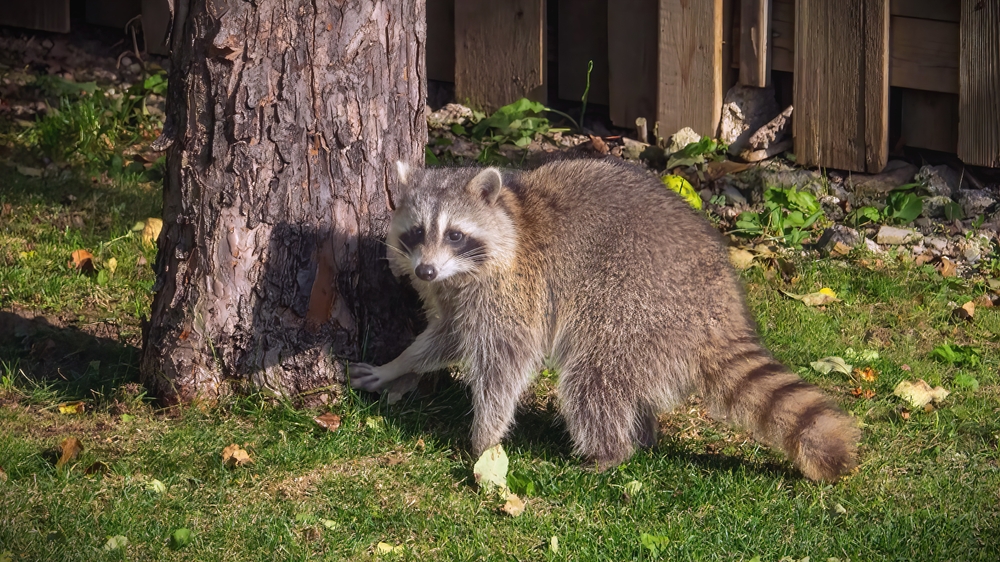 Are Raccoons Dangerous? Risks vs. Myths - Featured image