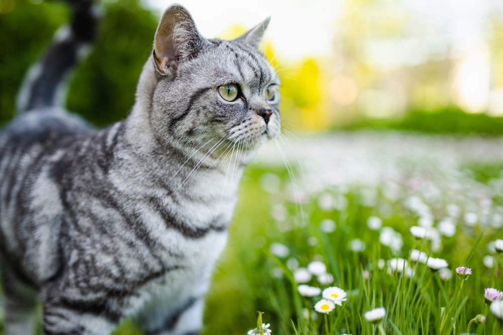 Why do some cats disappear and never return home - Featured image