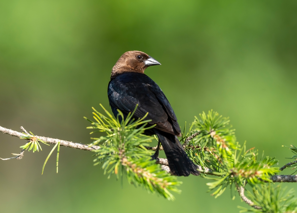 Brown headed cowbird perched in a pine tree.