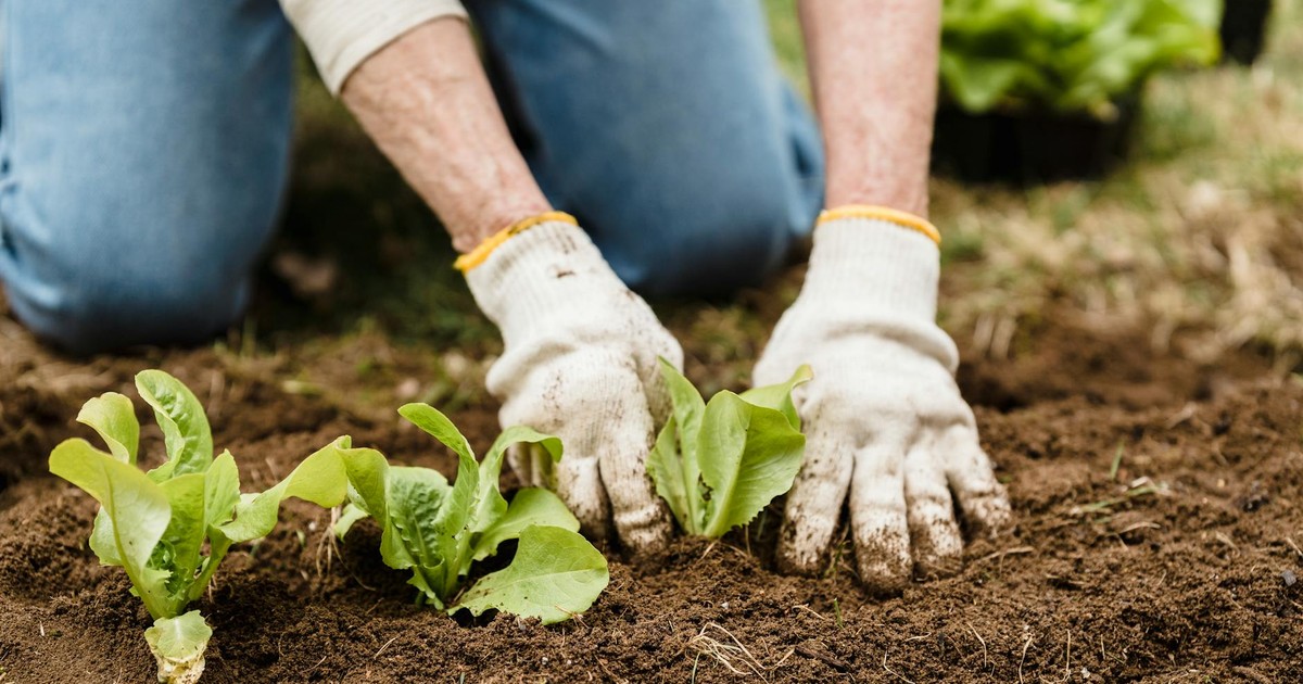 Crop unrecognizable gardener in gloves and jeans planting green plants into fertile soil while working in garden on summer day