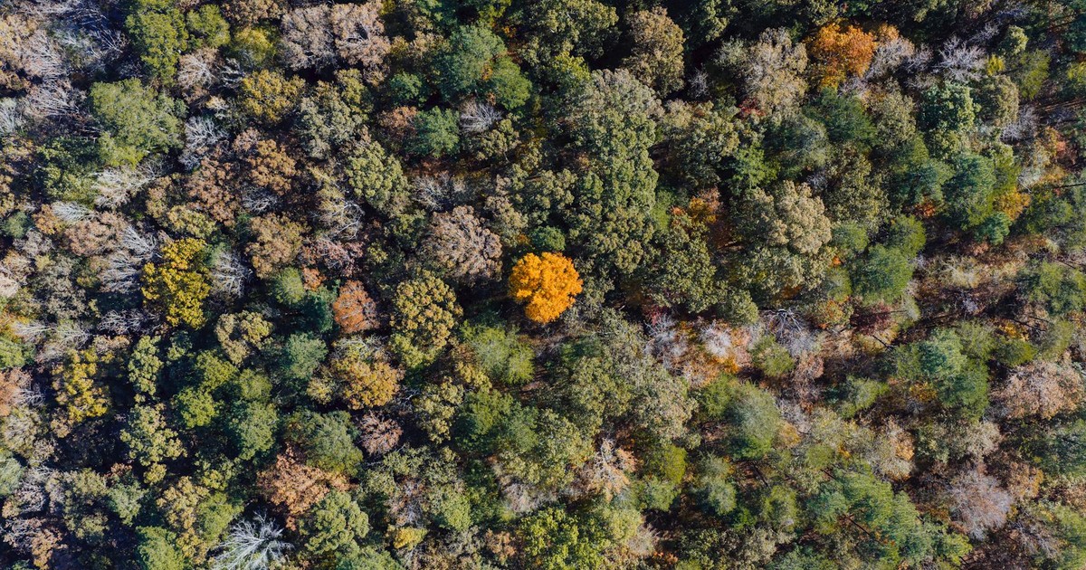 A stunning aerial shot of a colorful autumn forest in Birmingham, Alabama, showcasing vibrant fall foliage.