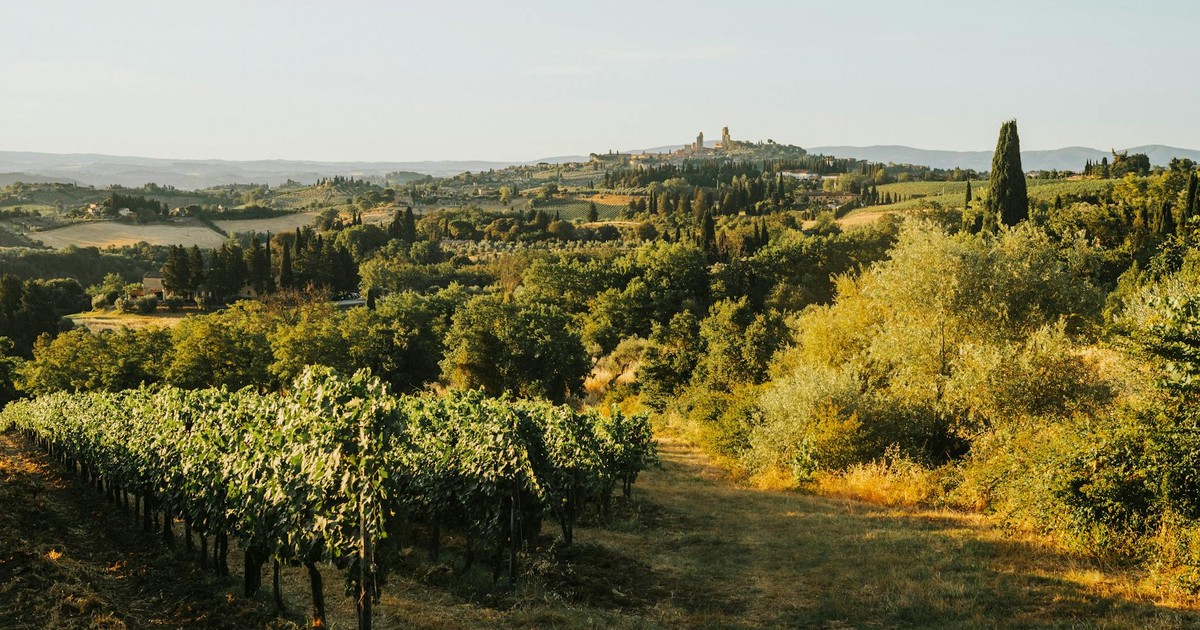 A serene view of rolling vineyards and hills in Tuscany, bathed in warm sunset light.