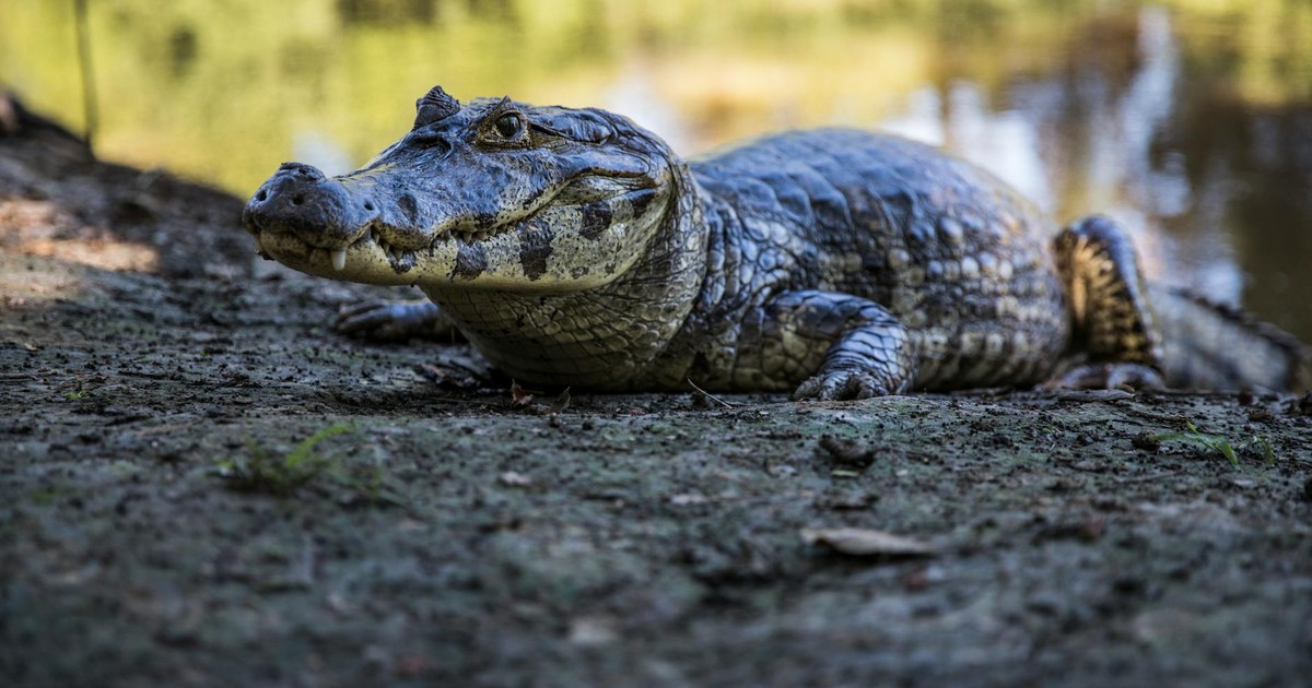 A caiman quietly rests on the shore by the water in Santa Cruz, Bolivia.
