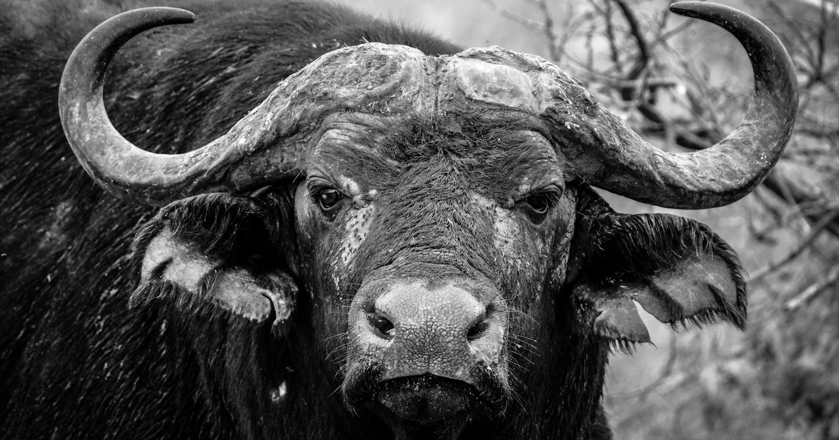Stunning black and white close-up of a wild buffalo in its natural habitat.