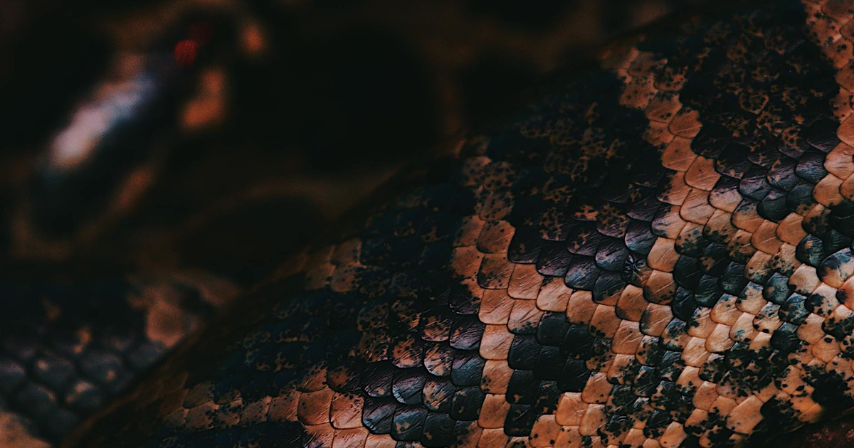 A close-up shot showcasing the intricate scales of a snake, highlighting texture and color.