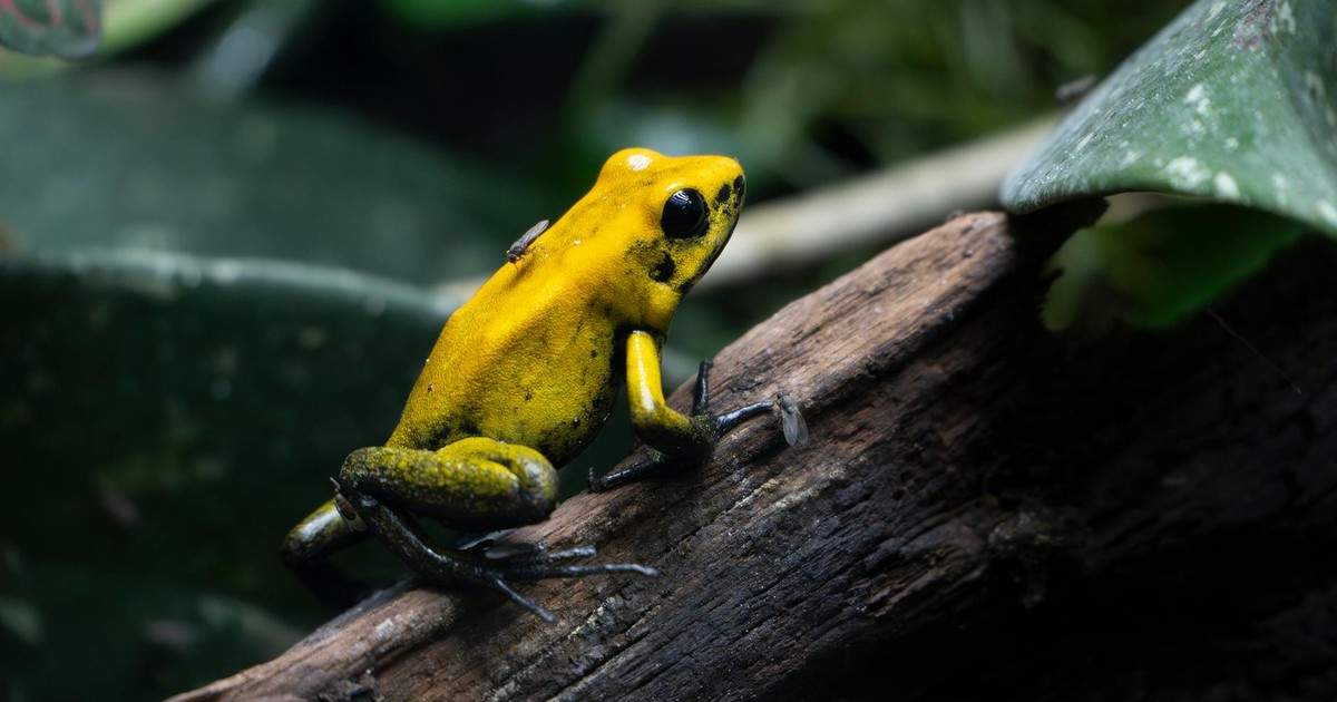 Close-up of a vibrant golden poison dart frog on a log surrounded by foliage.
