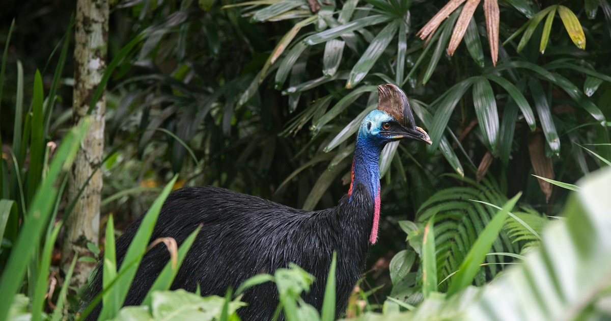 A Southern Cassowary standing amidst dense tropical foliage, showcasing its vivid plumage.