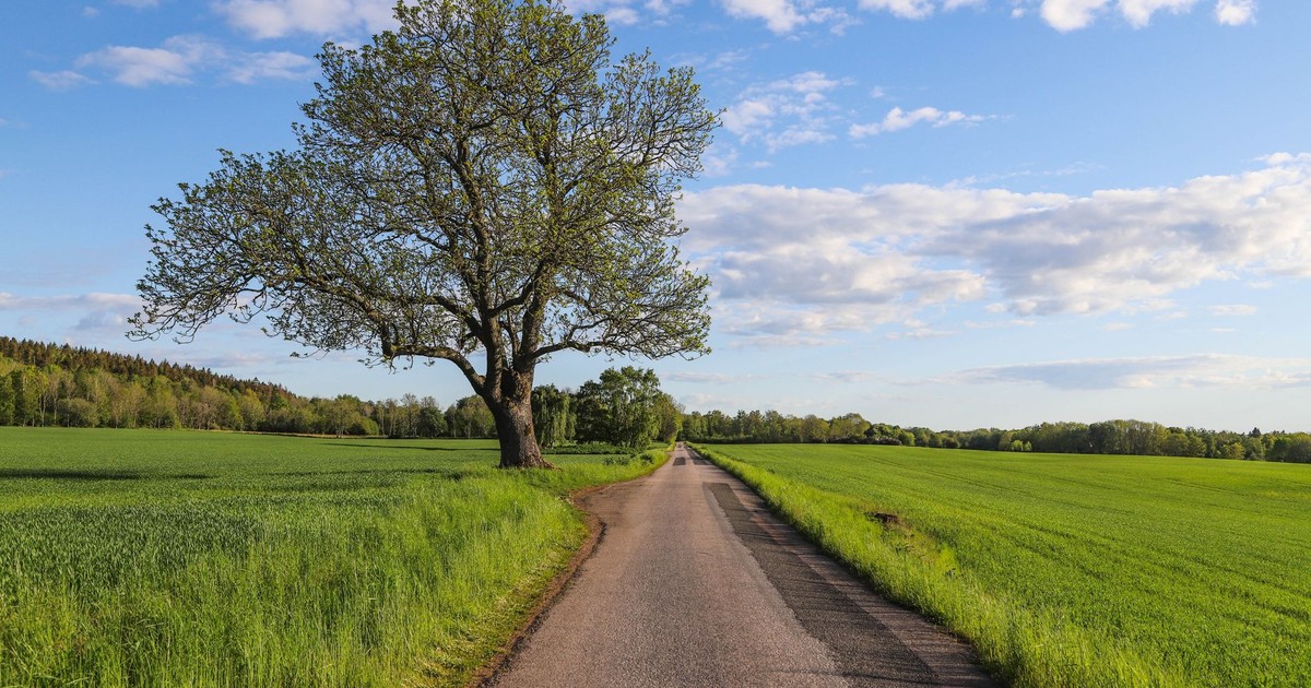 Idyllic countryside scene with a tree-lined road under a blue sky in Sweden.