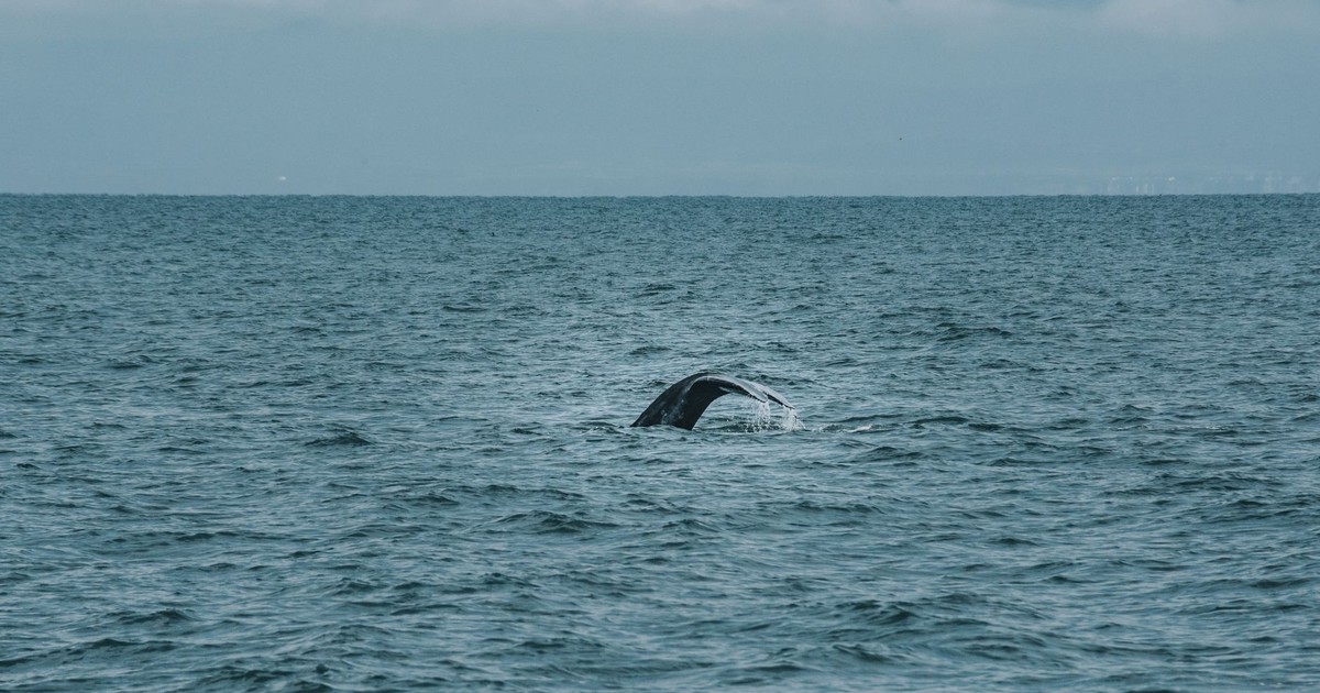 A whale's tail surfaces above the ocean waves under a cloudy sky.
