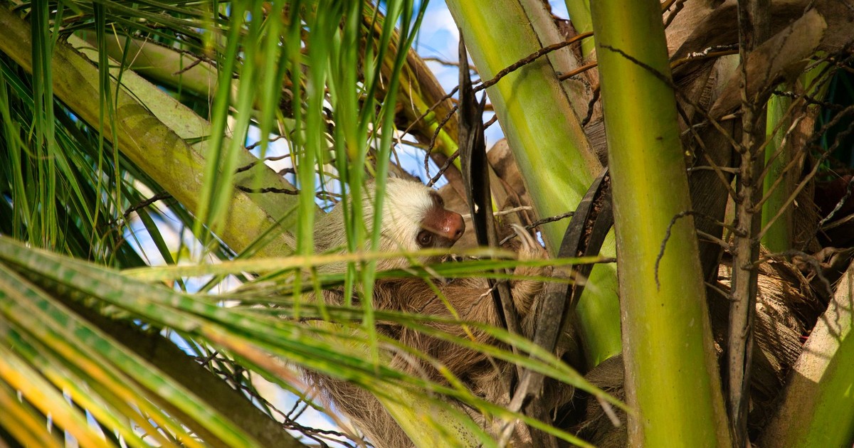 A sloth nestled among the palm fronds in a Costa Rican tree, a serene wildlife moment.