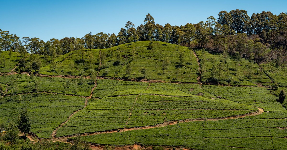 Vibrant tea plantation under clear skies in Sri Lanka's picturesque landscape.