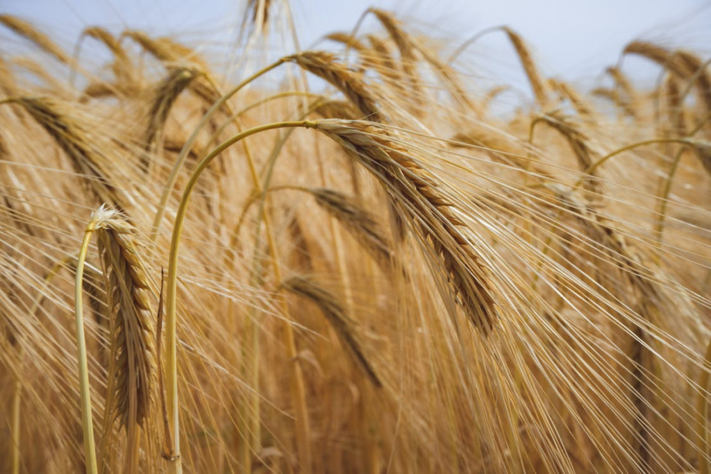 Detailed close-up of ripe, golden wheat in a vast rural field, ready for harvest