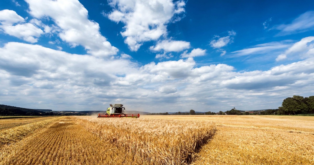 A combine harvester working on a vast wheat field under a bright blue sky.