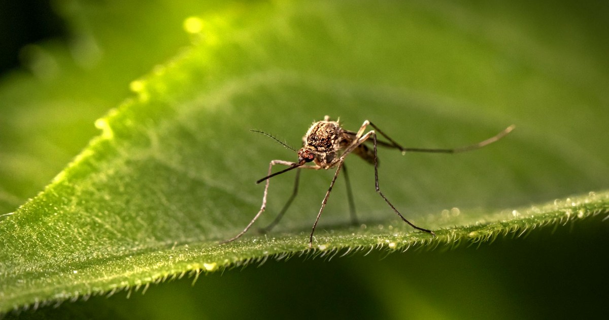 Close-up macro photography of a mosquito perched on a green leaf, showcasing intricate details.