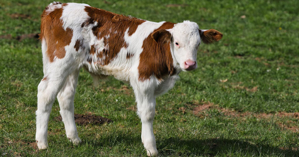 Trump’s Great State Fair Had Empty Lawns and a Cow Named Melania - Featured image