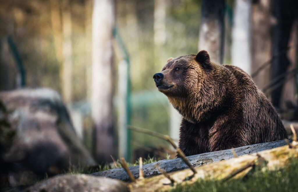 The Most Dangerous Animal in Every State - Featured image