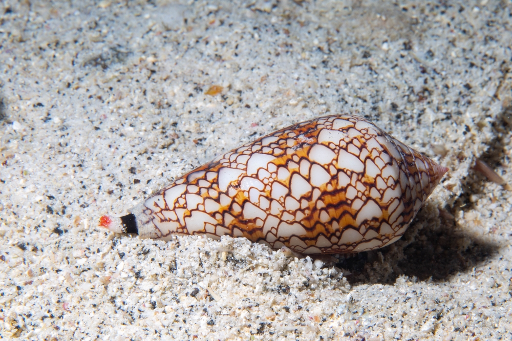 Close-up photo of a live textile cone snail crawling over sand in the ocean.