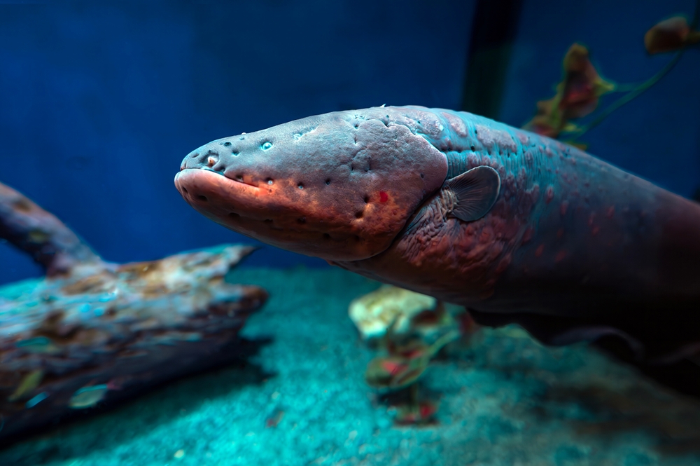 Electric eel (Electrophorus electricus) in aquarium
