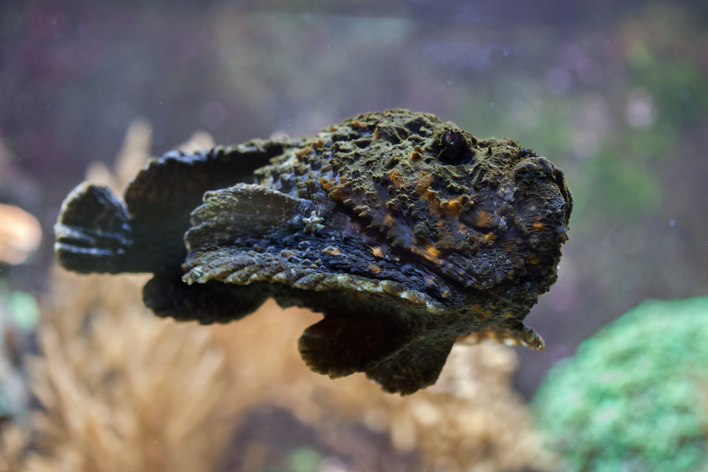 Reef stonefish (Synanceia verrucosa), also known as the stonefish. Wildlife animal.