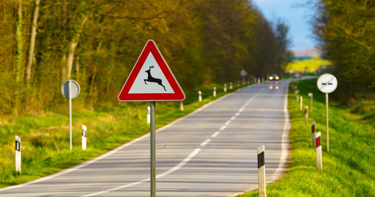 Scenic road through a forest with a deer crossing sign, captured during springtime in Croatia.