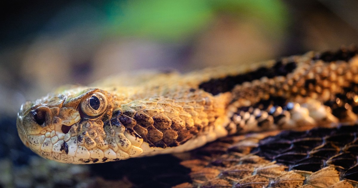 Detailed image of a Timber Rattlesnake with focus on its textures and patterns.