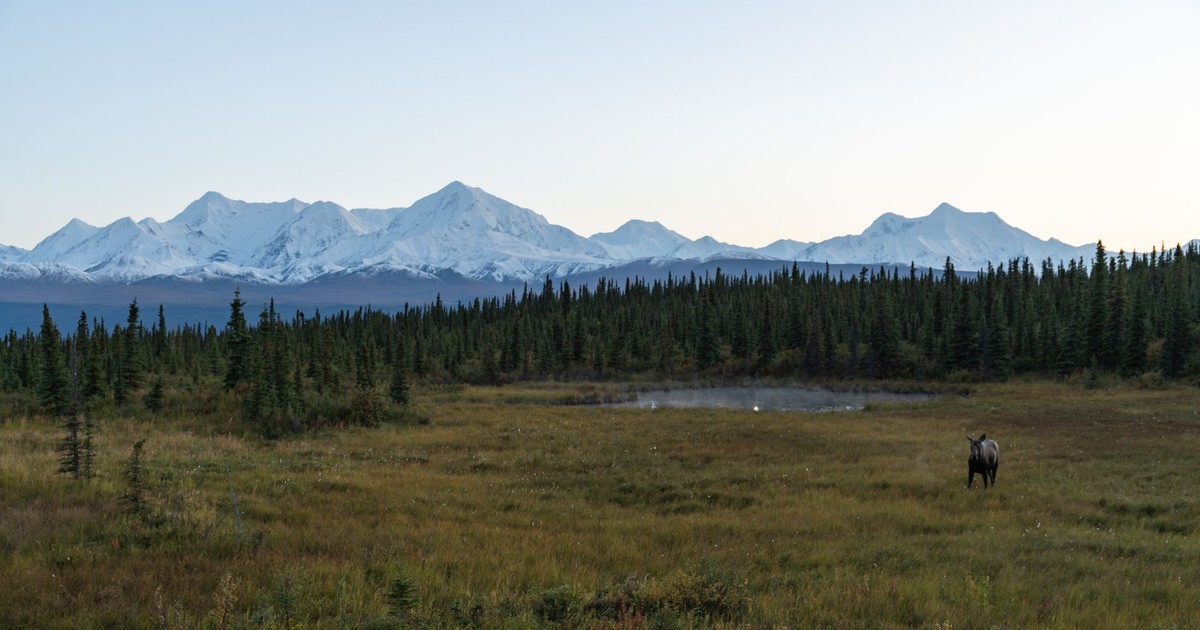 A moose stands in a vast Alaskan landscape with mountains and forest at sunrise.