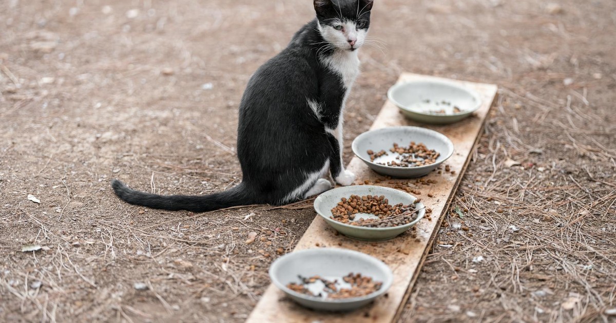 Stray black and white cat sits beside bowls of food on a wooden plank outdoors.