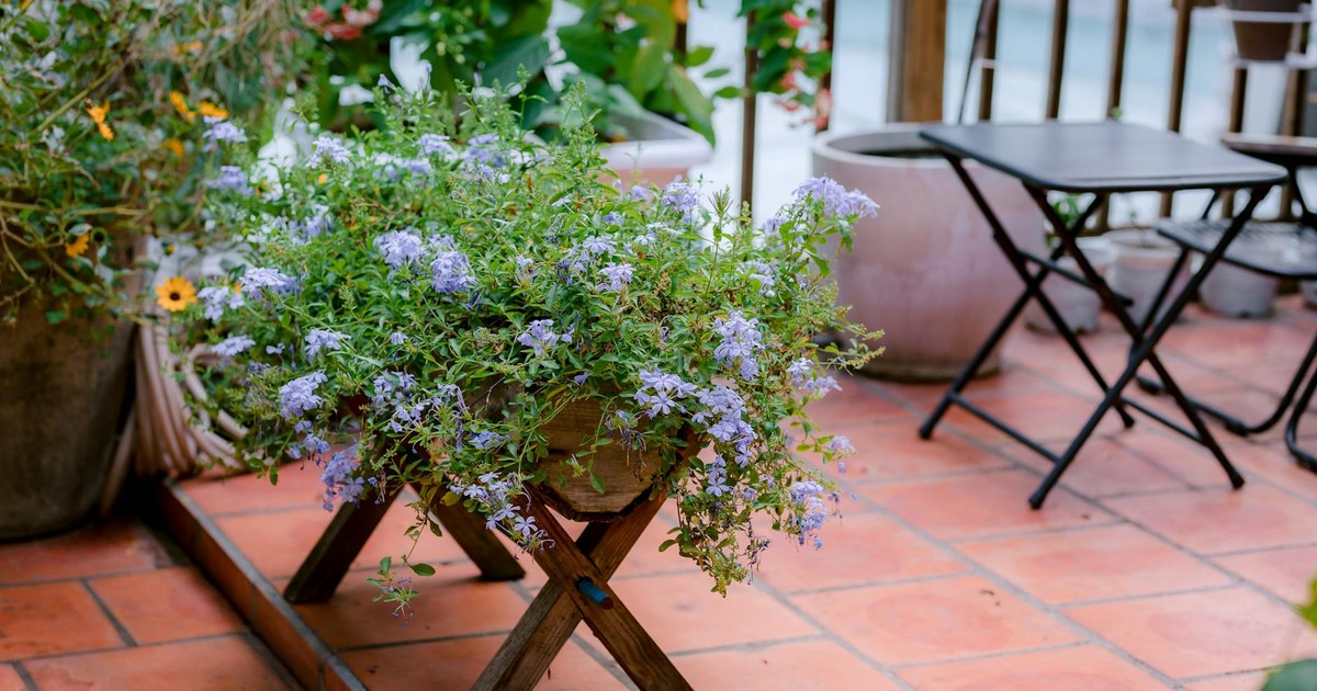 A cozy outdoor patio with lavender flowers on a wooden stand, perfect for relaxation.