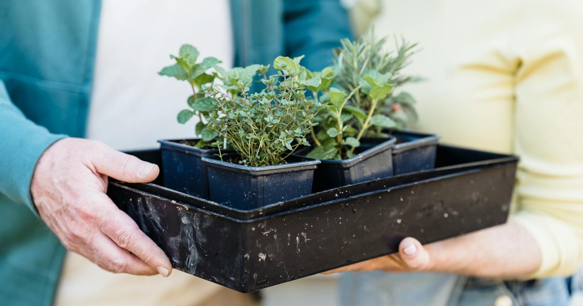 Crop unrecognizable gardeners standing together with container of tender verdant seedlings in hands