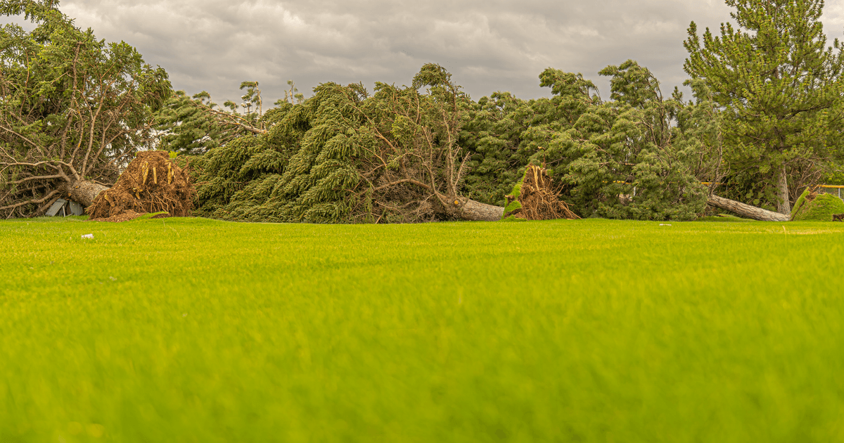 Gloomy countryside scene with fallen trees on green grass under cloudy skies in Hyrum, UT.
