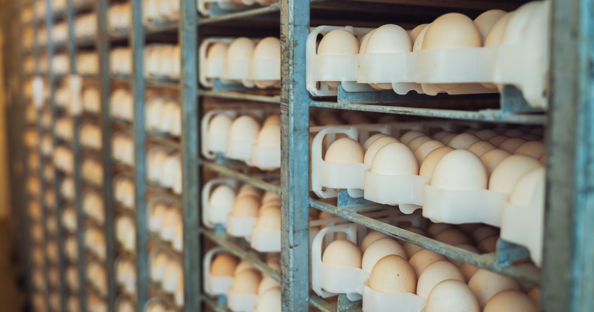 Rows of fresh eggs stored in an industrial rack system. Ideal for agricultural and food storage themes.
