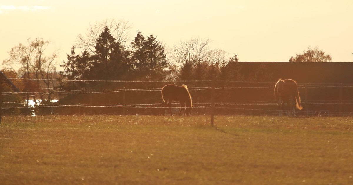 Tranquil rural landscape of horses grazing in a paddock at sunset, surrounded by trees and fencing.