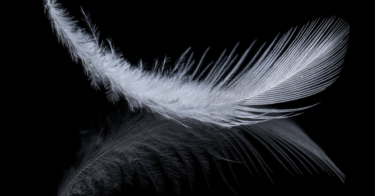 Close-up of a delicate white feather on a black surface, showing a clear reflection.