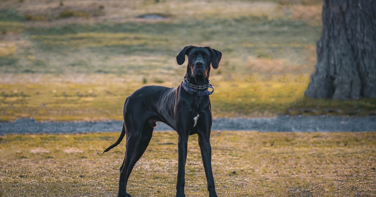 A black Great Dane standing on a grassy field during a fall evening in Stamford, CT.