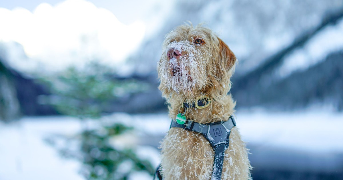 An Irish Wolfhound wearing a harness sits in a snowy landscape, enjoying winter's chill.