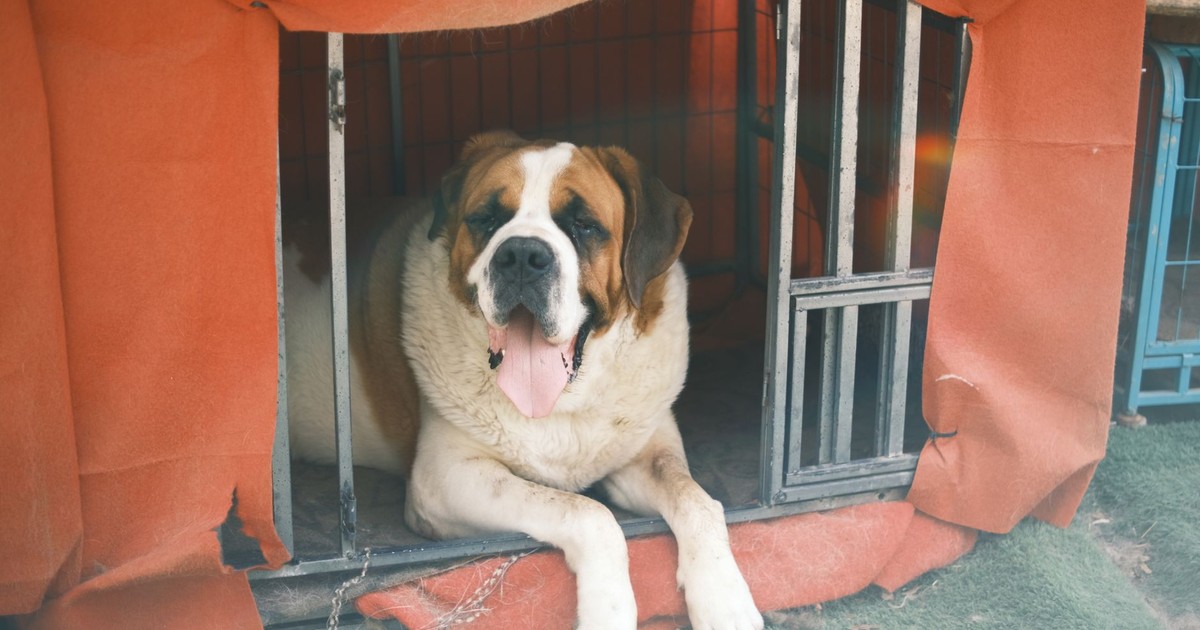 Saint Bernard dog lying inside a shelter, showing its calm and gentle nature.