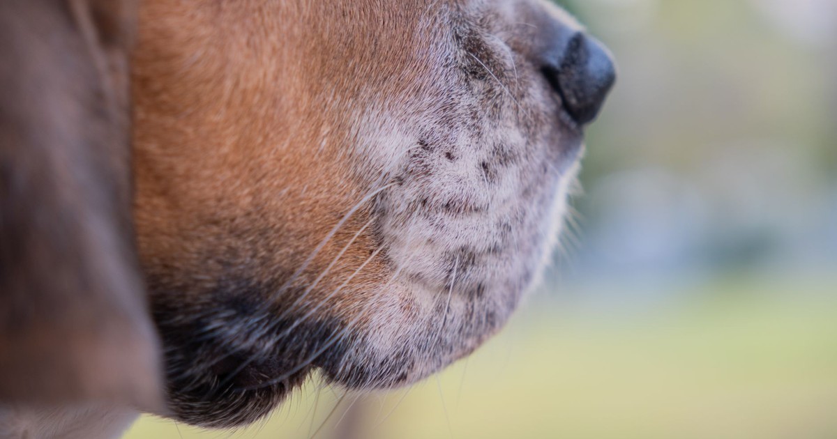 Detailed close-up of a dog's face, highlighting its textured fur and nose in a natural outdoor setting.