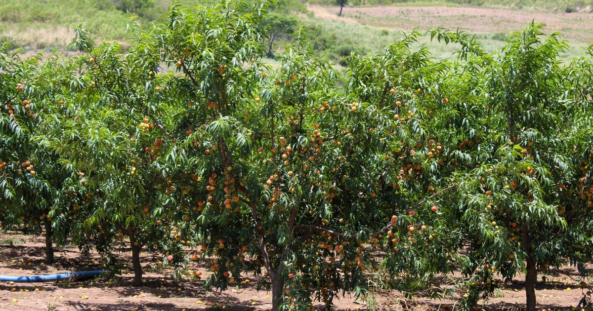 Scenic view of a vibrant fruit orchard filled with ripe peaches in Santa Cruz, Bolivia.