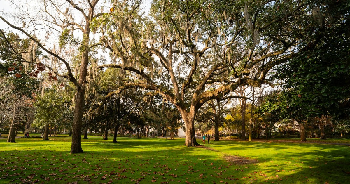 Beautiful oak trees in Forsyth Park, Savannah, Georgia under soft daylight.