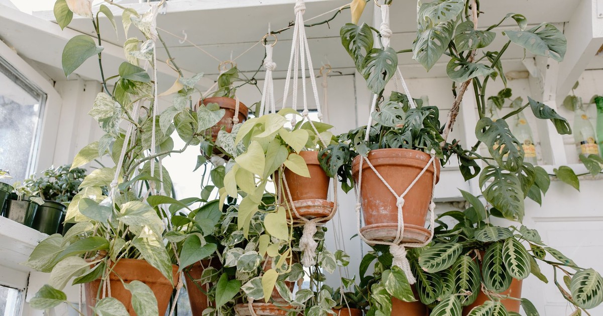 Beautiful array of hanging indoor plants in a sunlit room featuring lush green foliage.