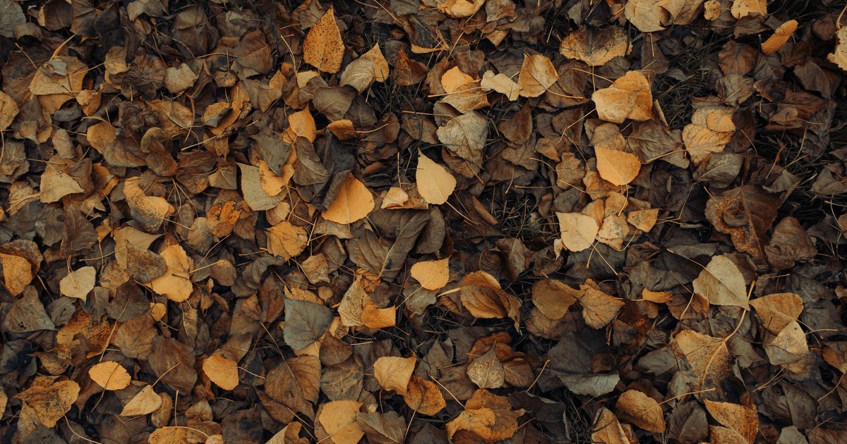 A close-up view of dry autumn leaves forming a natural carpet on the ground.