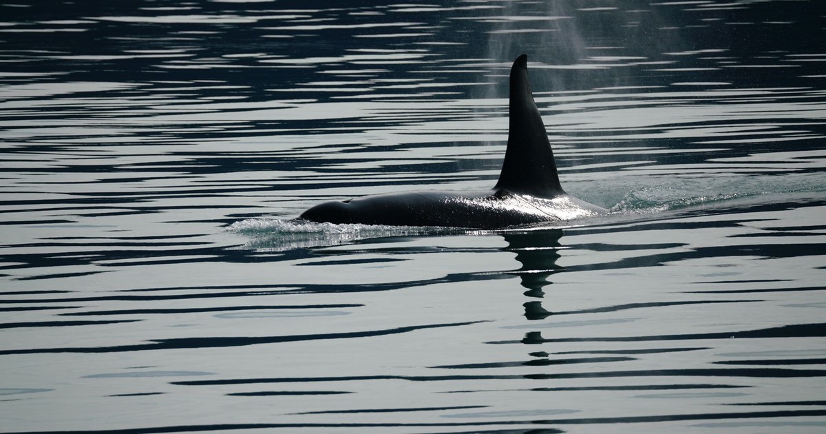 An orca swimming gracefully in the ocean, showcasing the beauty of marine wildlife.